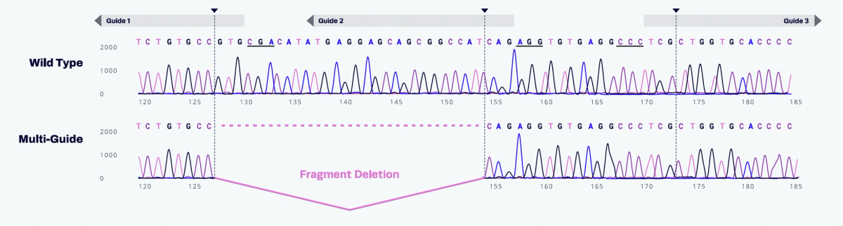 Innovative approach to smart guide design for efficient gene disruption