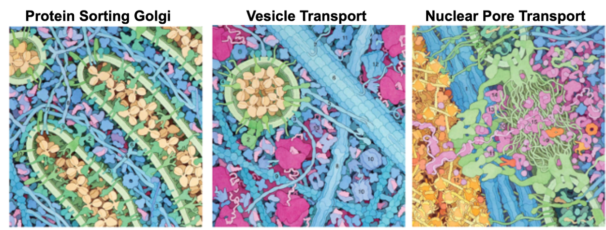 Three snapshots of a eukaryotic cell drawn to scale