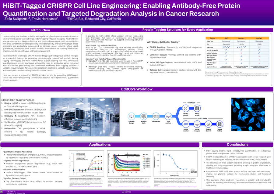 Poster: HiBiT-Tagged CRISPR Cell Line Engineering: Enabling Antibody-Free Protein Quantification and Targeted Degradation Analysis in Cancer Research