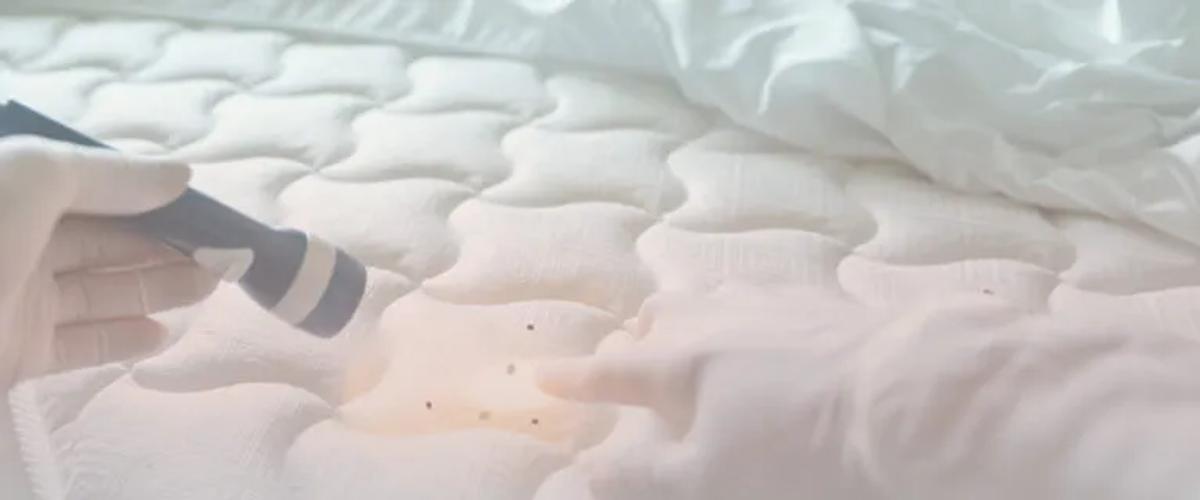 Integrating Chemical Treatment with Integrated Pest Management (IPM)