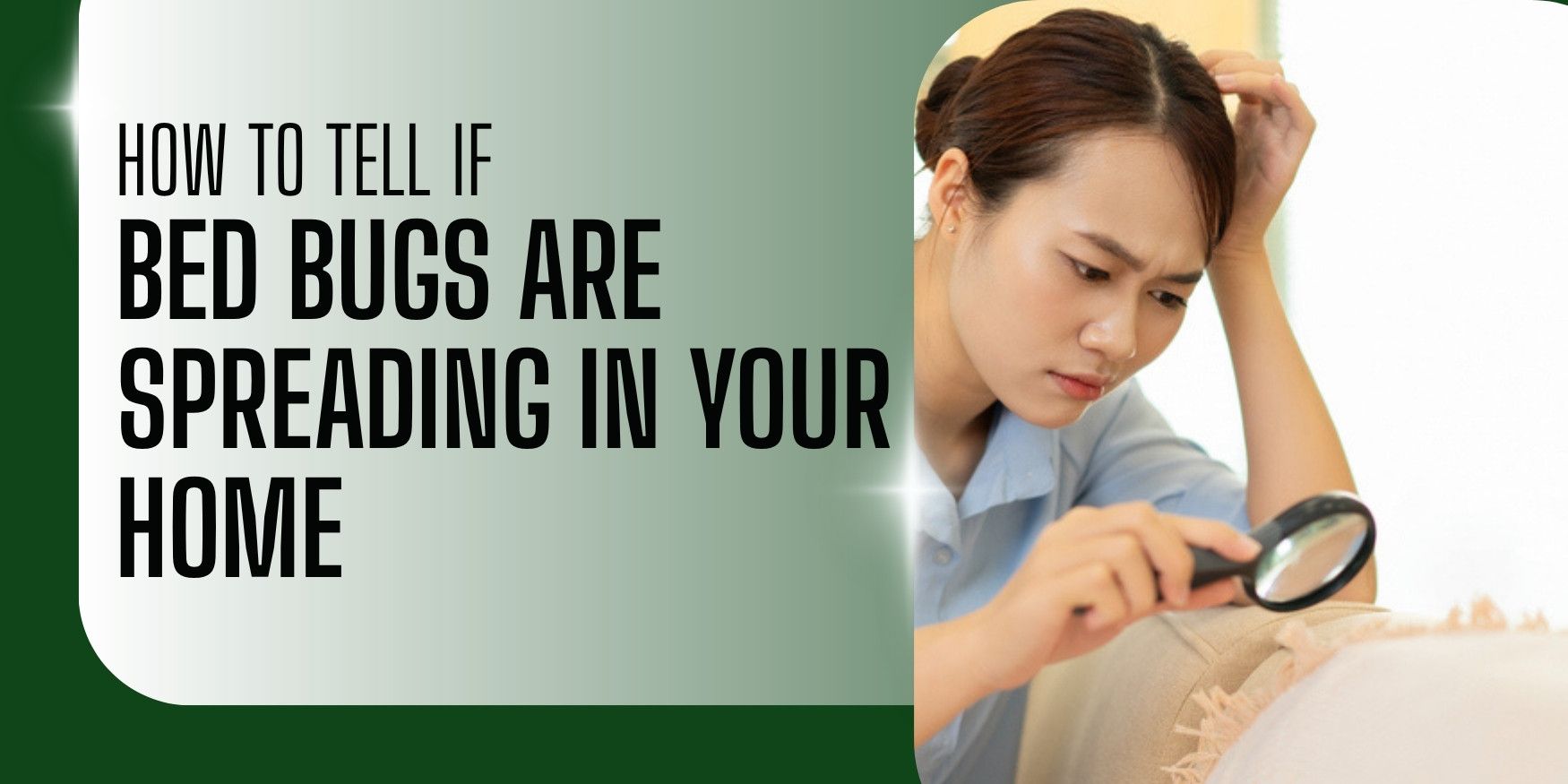 Signs bed bugs are spreading in a home mattress and furniture