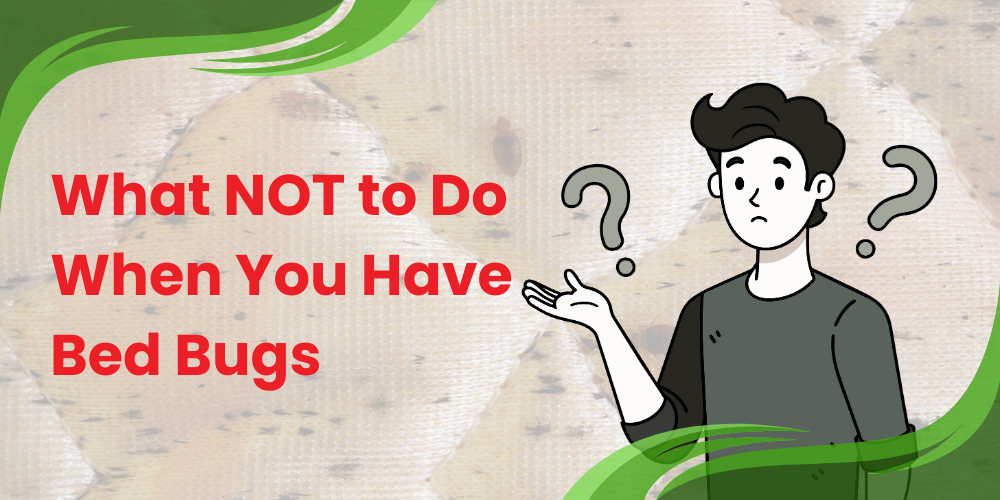 What NOT to Do When You Have Bed Bugs (Featured image)
