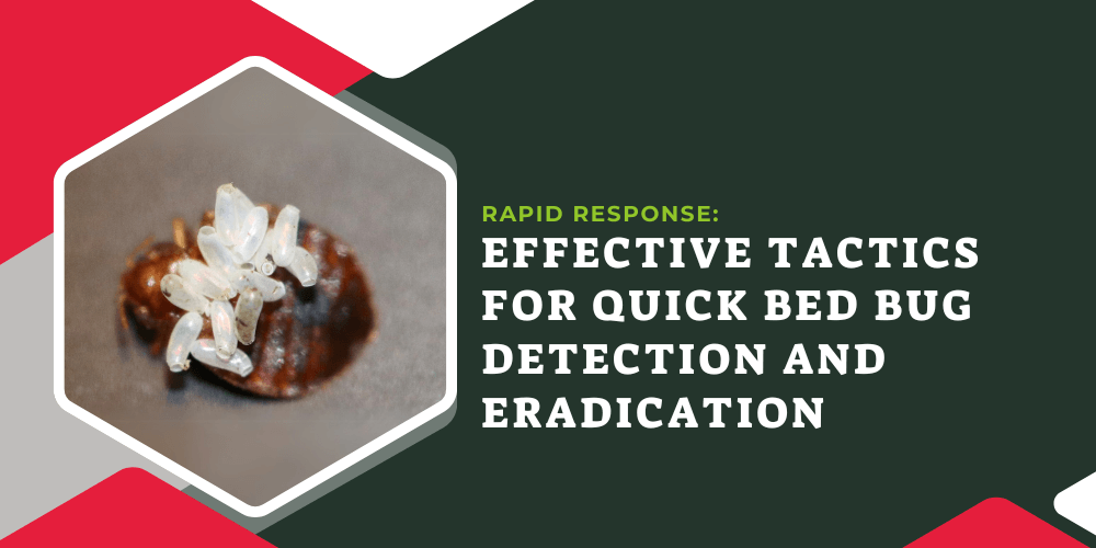 Rapid-Response_-Effective-Tactics-for-Quick-Bed-Bug-Detection-and-Eradication