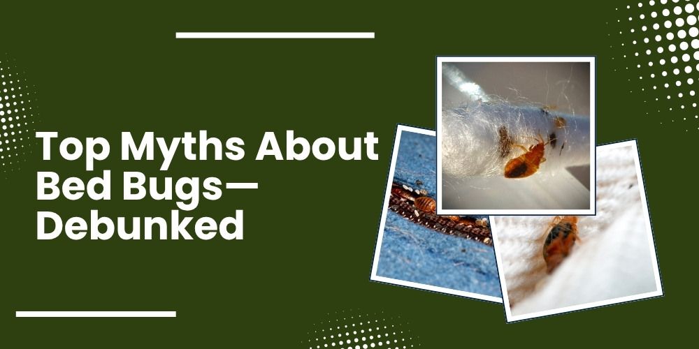 Top Myths About Bed Bugs—Debunked(Featured Image)