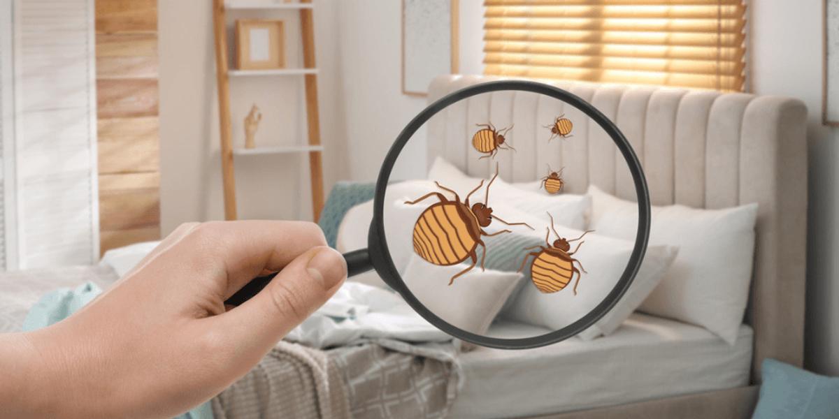 Understanding-Bed-Bug-Behavior