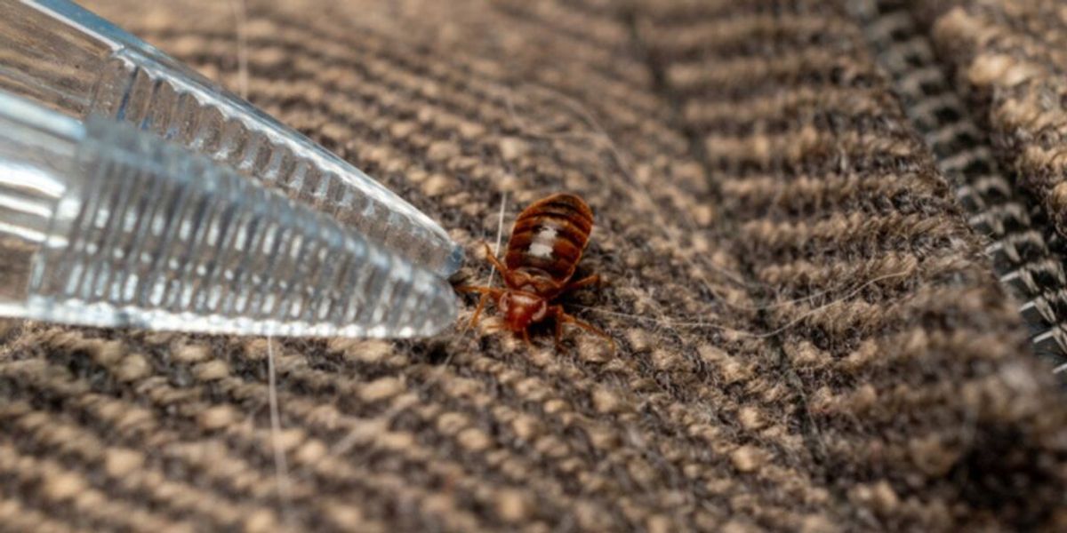 Visible bed bug in carpet