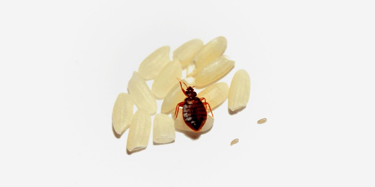Understanding-Bed-Bugs-Behavior