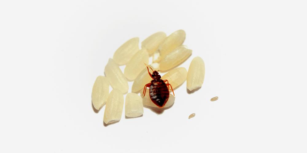 Understanding-Bed-Bugs-Behavior