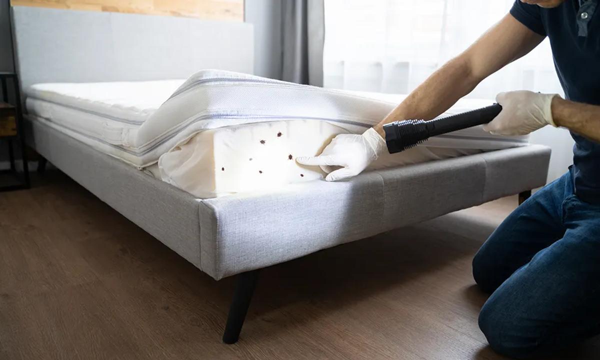 How-do-bed-bugs-spread