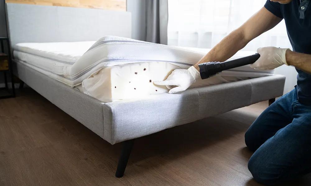 How-do-bed-bugs-spread