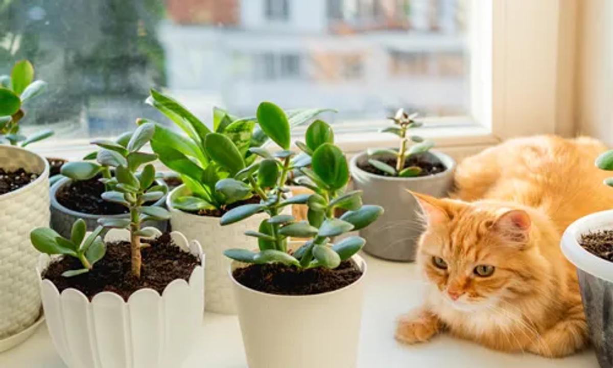 7. Make Arrangements for Pets and Plants.