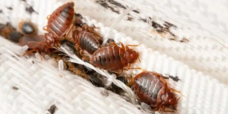 bed bug mattress