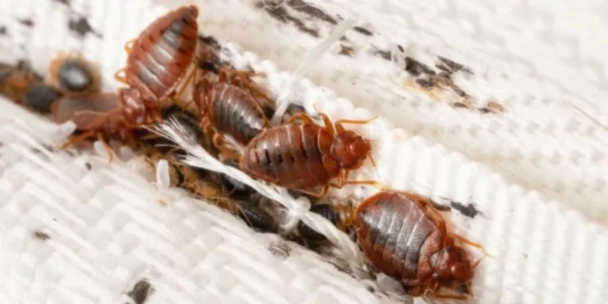 Feeding and Mating Behavior