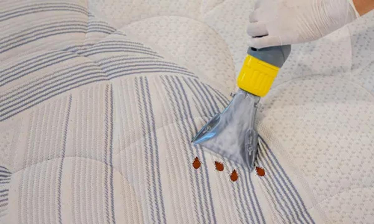 The expert can safely exterminate every bug.