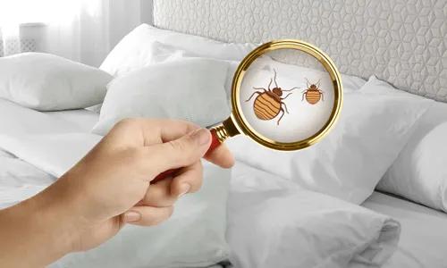 Challenges of traditional bed bug treatment