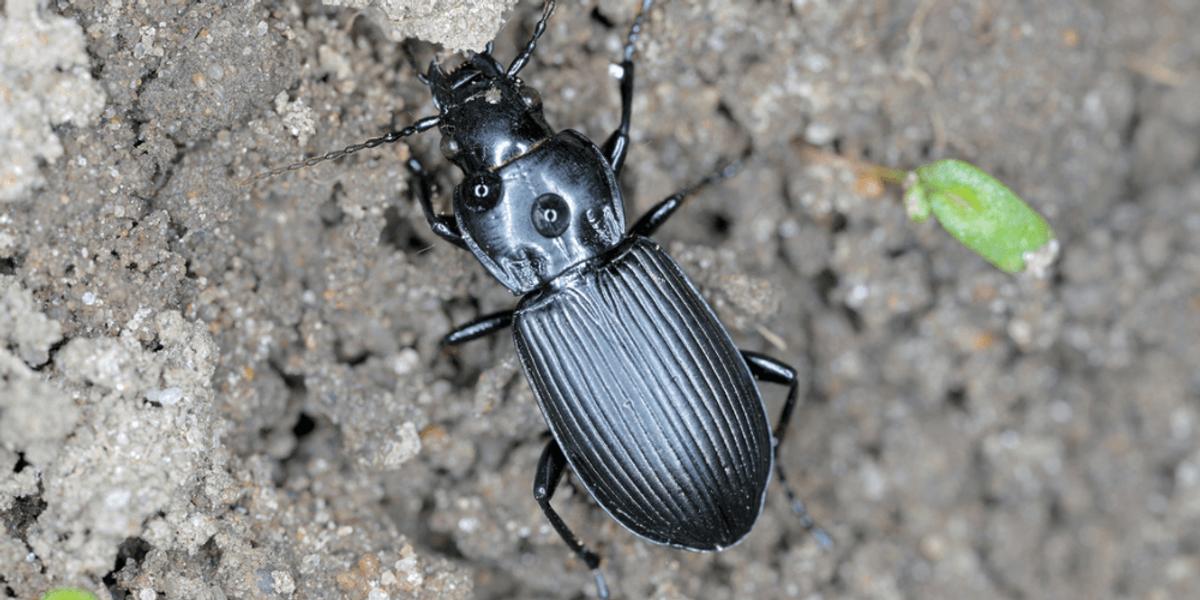 Integration-of-Biological-Control-Agents