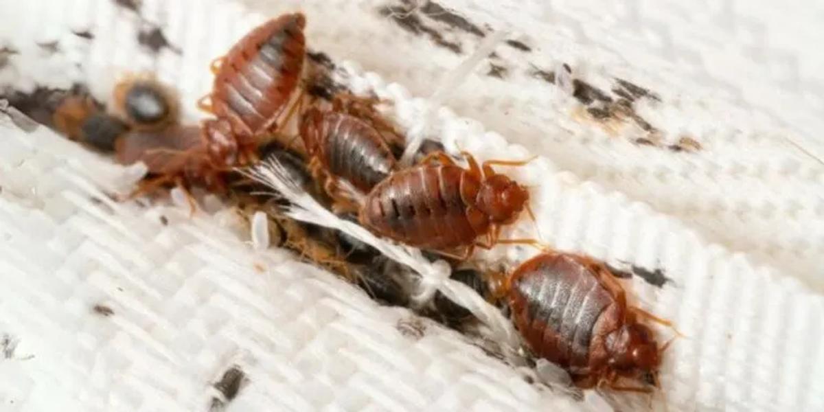 DIY Safe Bed Bug Solutions