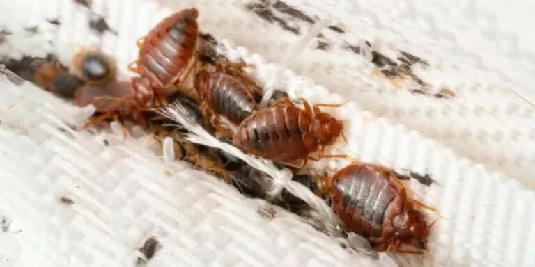 DIY Safe Bed Bug Solutions