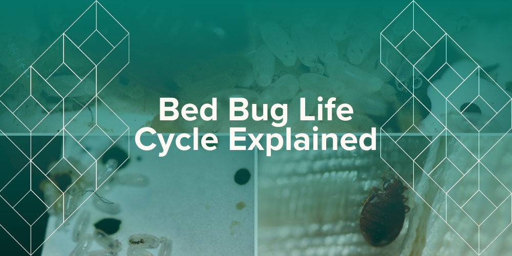 Bed Bug Life Cycle Explained (Featured image)
