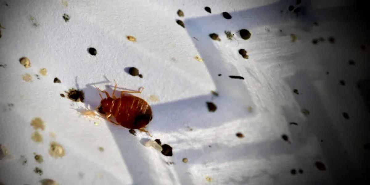 Implementing Aprehend into Pest Management Strategies