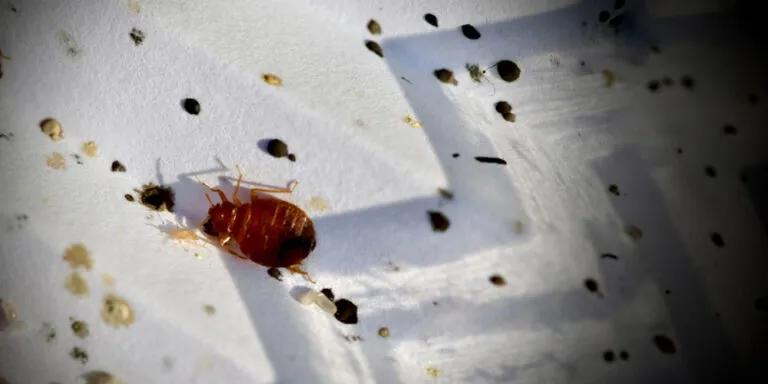 Implementing Aprehend into Pest Management Strategies
