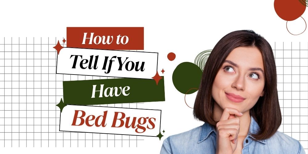 How to Tell If You Have Bed Bugs(Featured Image)