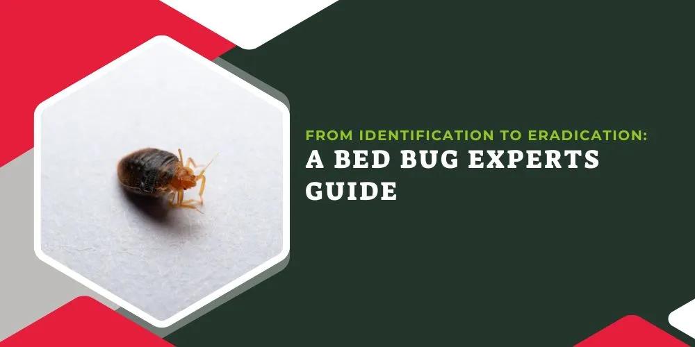 From Identification to Eradication- A Bed Bug Experts Guide
