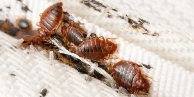 Educating on Bed Bug Prevention