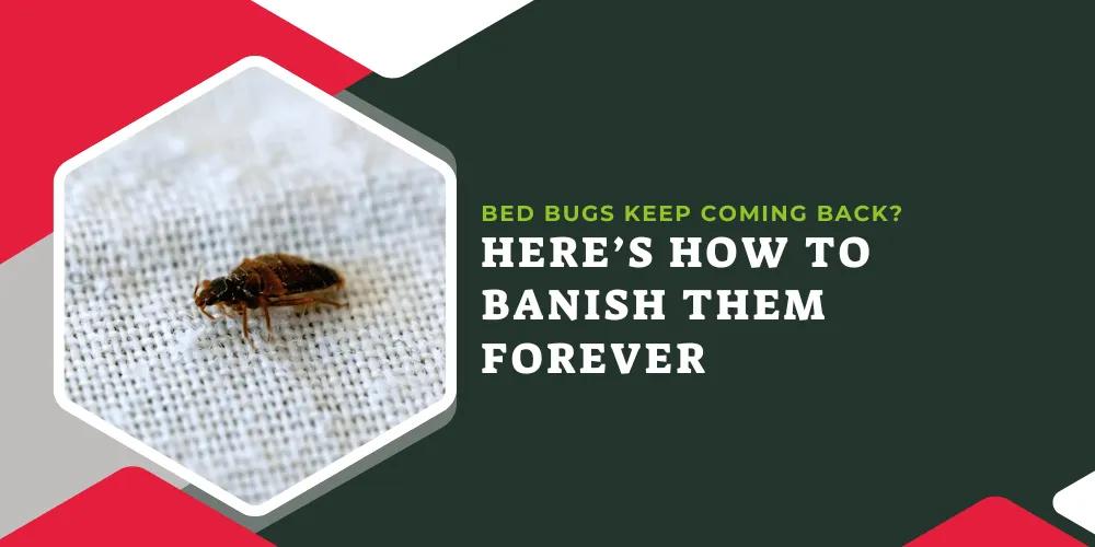 Bed Bugs Keep Coming Back? Here’s How to Banish Them Forever