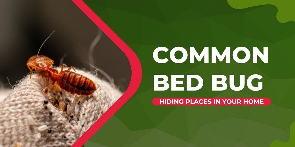 Common Bed Bug Hiding Places