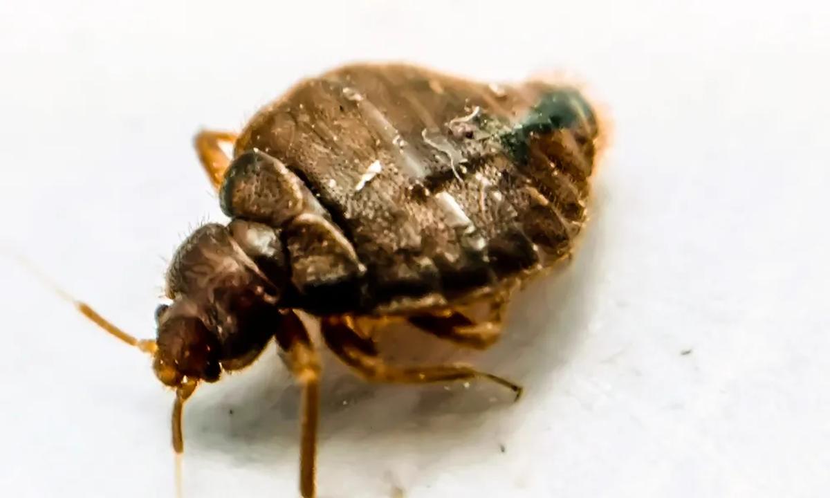 Signs-that-you-have-bed-bugs