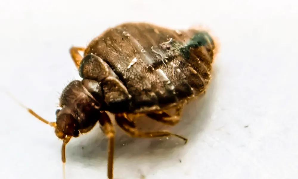 Signs-that-you-have-bed-bugs