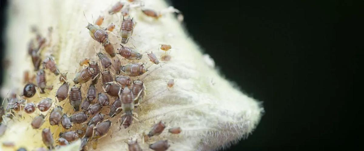 Identifying and Assessing Infestations