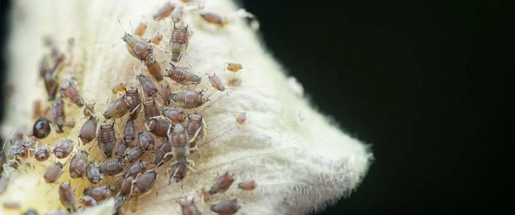 Identifying and Assessing Infestations