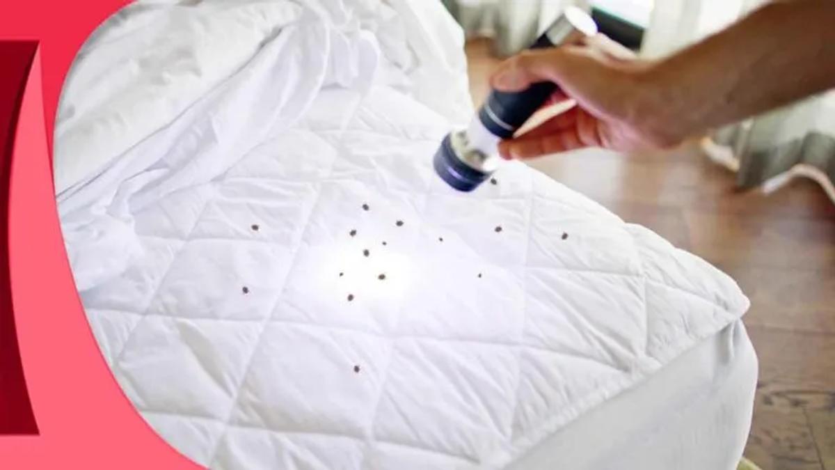 How to Prevent Bed Bugs?