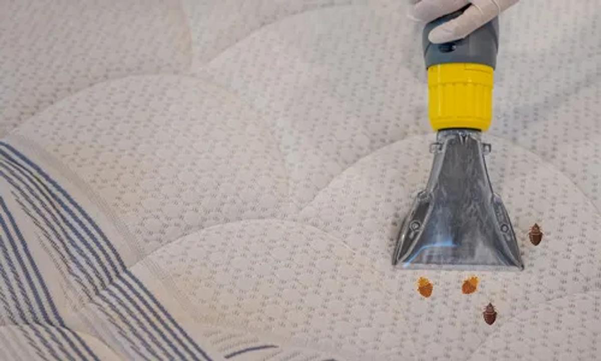 Stop Bed Bugs Now!