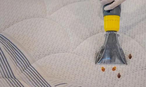 Stop Bed Bugs Now!