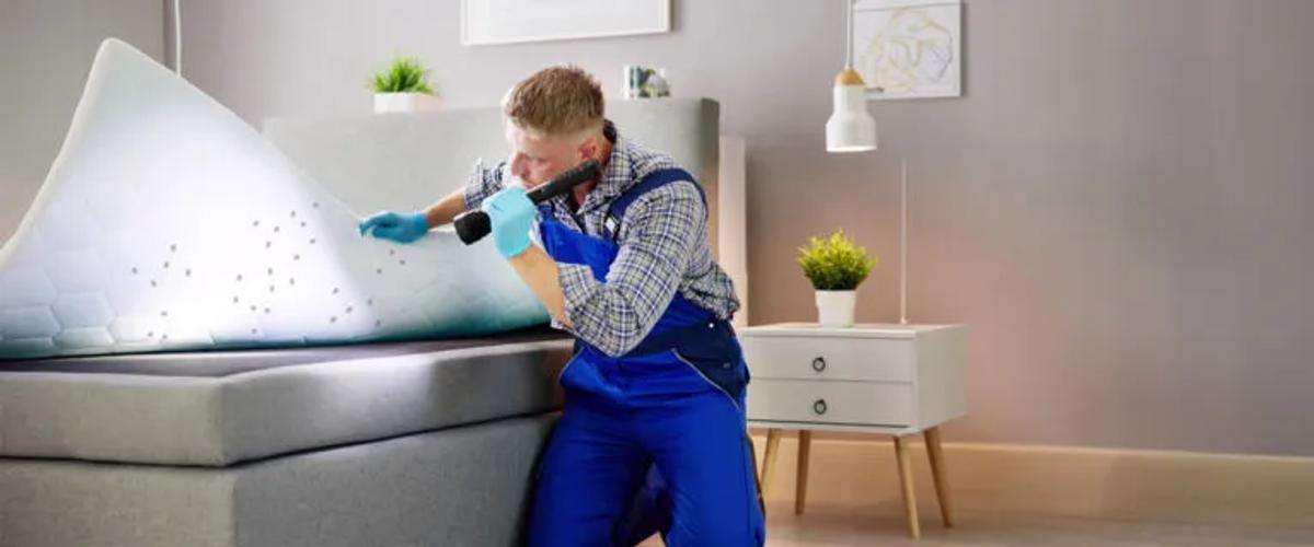 The Process of Professional Bed Bug Extermination