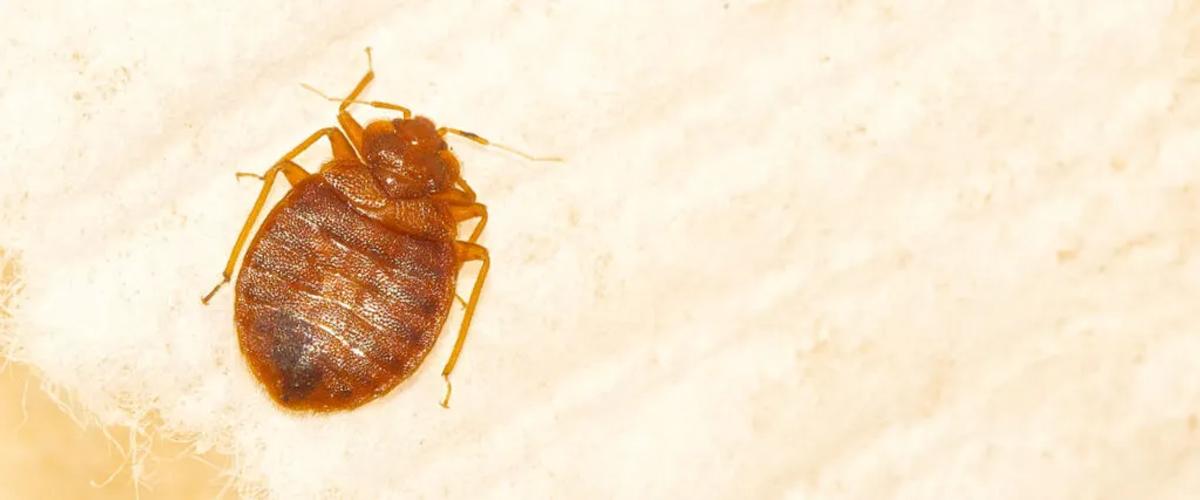 Understanding Bed Bugs
