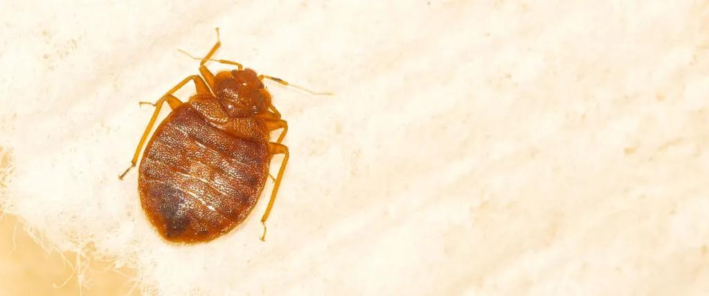Understanding Bed Bugs