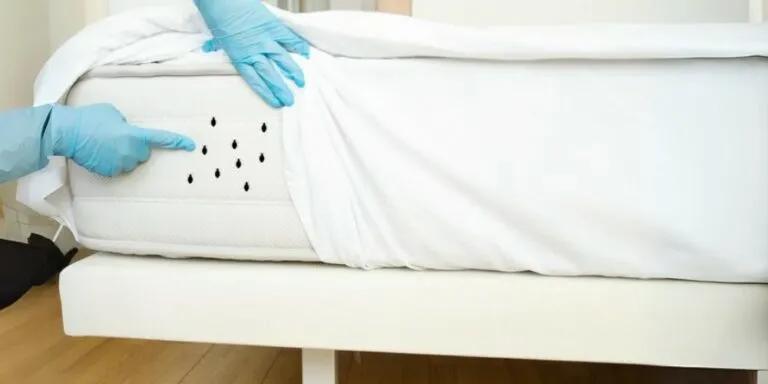 Developing a Safe & Effective Bed Bug Management Plan