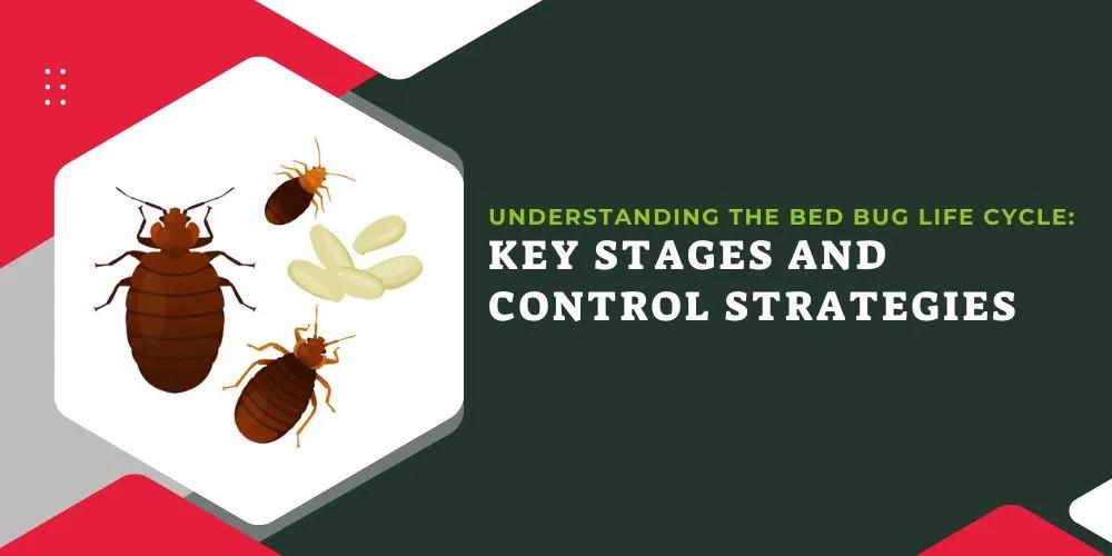 Understanding the Bed Bug Life Cycle- Key Stages and Control Strategies