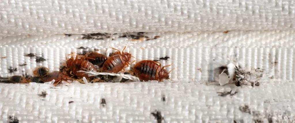 Step 2- Assessing the Infestation Level