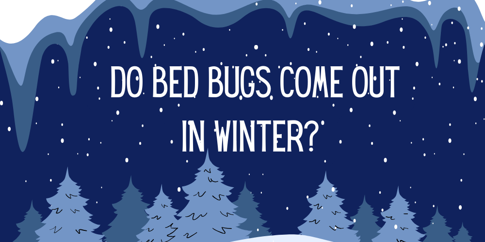 Do Bed Bugs Come Out in Winter