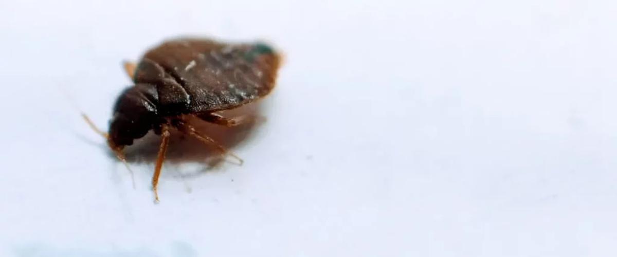 Unleash the Heat, Banish Bed Bugs!
