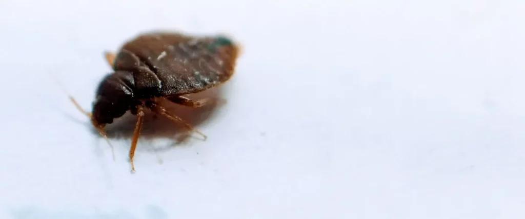 Unleash the Heat, Banish Bed Bugs!