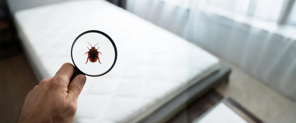 Step 1- Accurate Identification of Pests