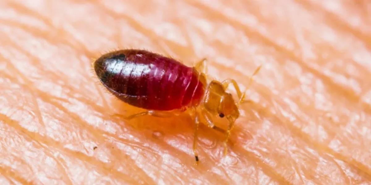 Nymph Stages
