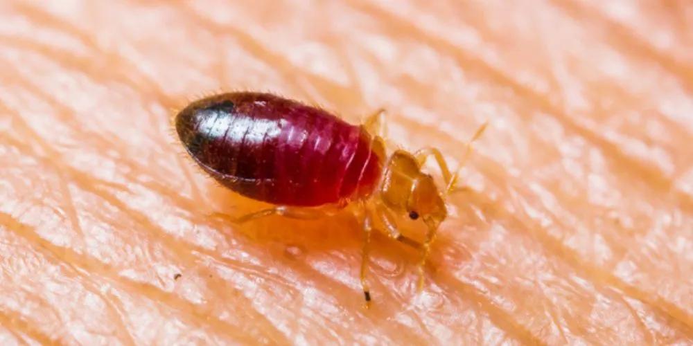 Nymph Stages
