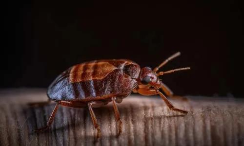 Causes of bed bug infestations